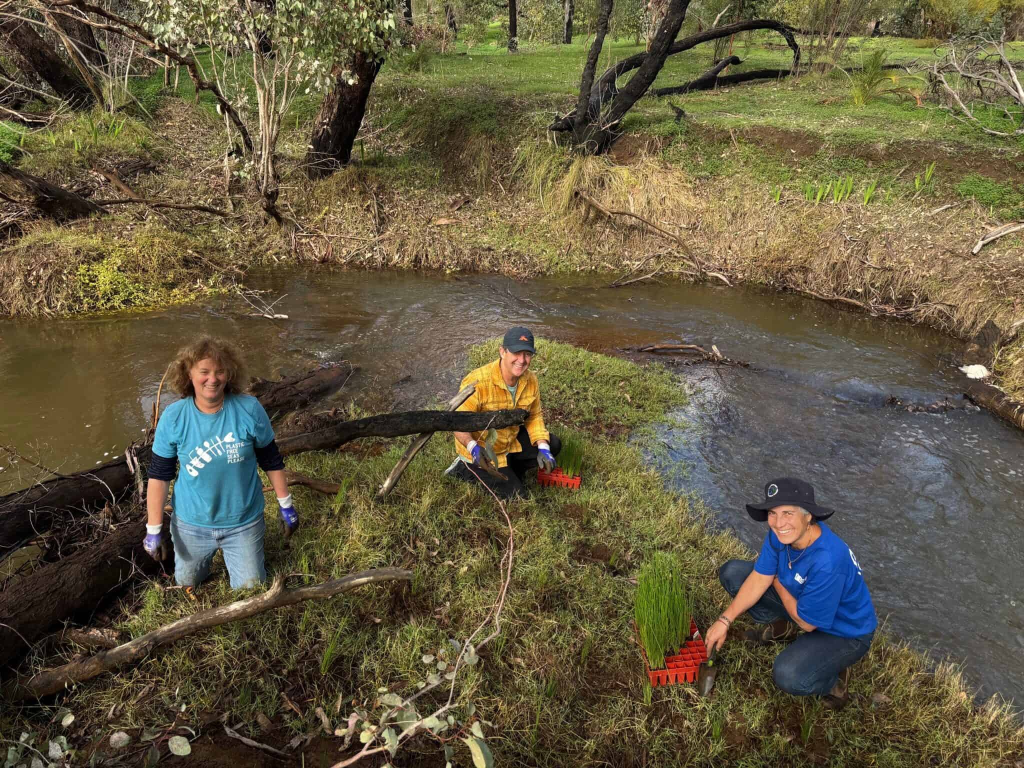 Woolaroo From Ashes to Renewal: Unique Collaboration Between Nature and ...